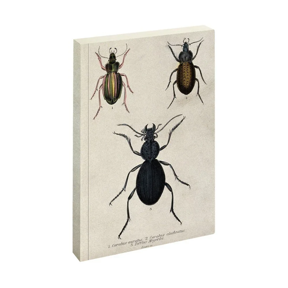 Zápisník Jay Biologica Beetle v:947540