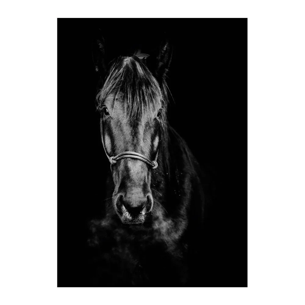 Plakát Imagioo Horse, 40 x 30 cm v:1269080