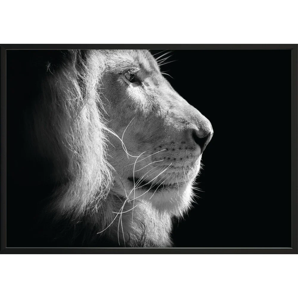 Černo-bílý plakát DecoKing Lion King, 100 x 70 cm v:1279552