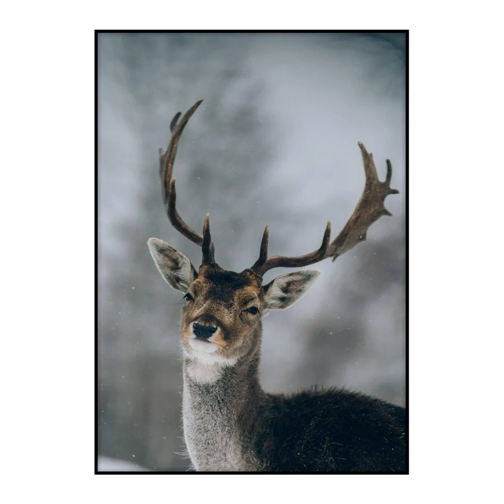 Plakát Imagioo Deer, 40 x 30 cm v:1269070