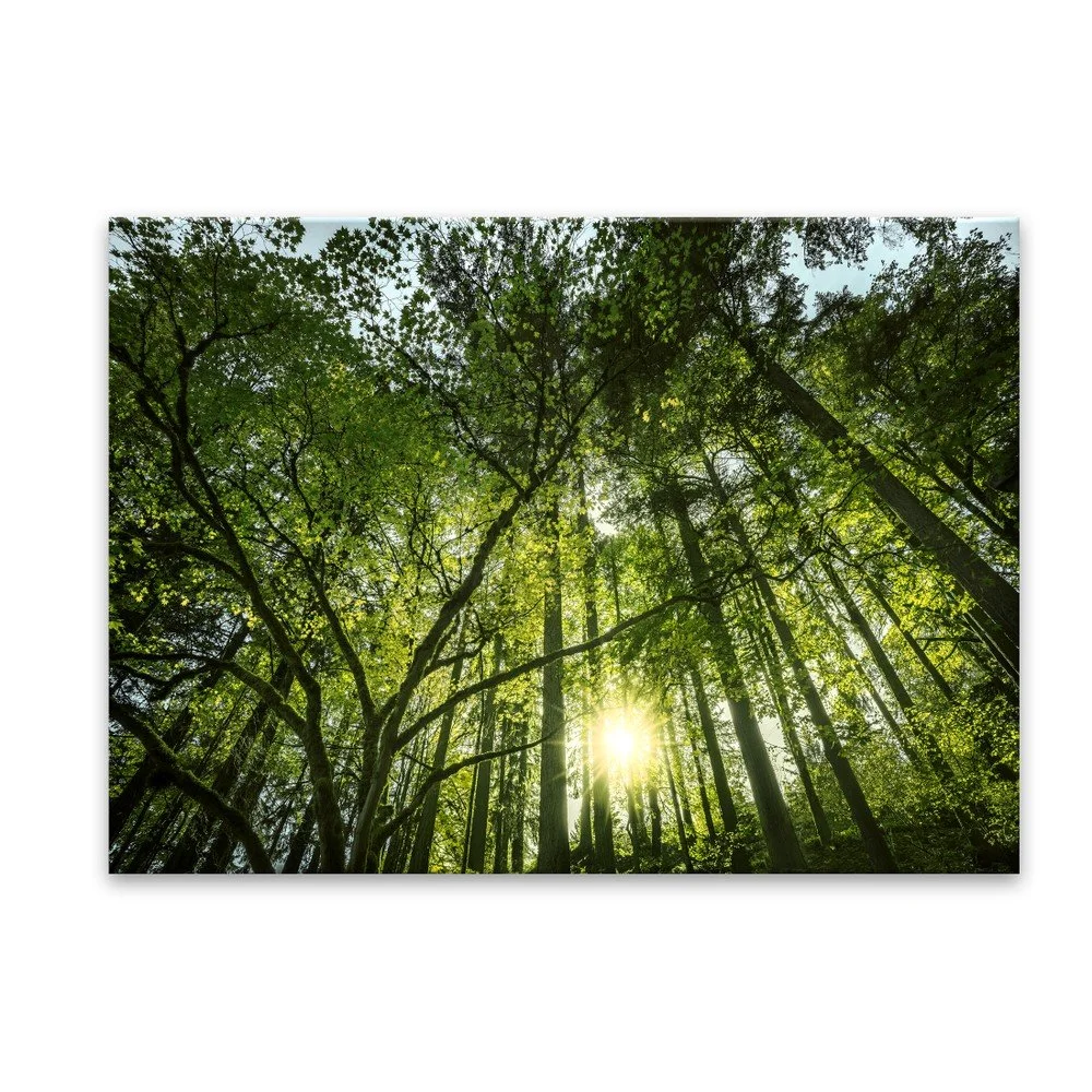Obraz Styler Glas Nature Green, 80 x 120 cm v:1175858
