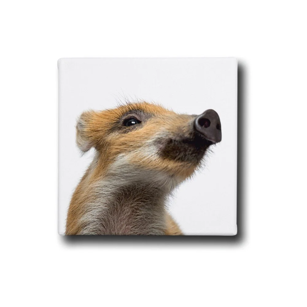 Obraz Butter Kings Wild Piggy v:822866